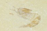 Cretaceous Fossil Shrimp - Lebanon #123884-1